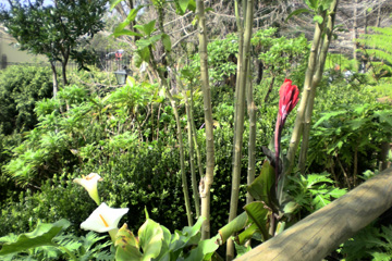 Orchideen im Botanischen garten auf der Insel Madeira, dem gebuchten Landausflug Funchal Kompakt.