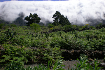 Beim Stopp auf der kanarischen Insel La Palma, wo es die Wolken gerade noch so über das Hochgebirge schaffen und die Feuchtigkeit auf die Farne, Erdbeerbäume und den Lorbeerwald bringt die es zum wachsen in dem Biosphärenreservat braucht.