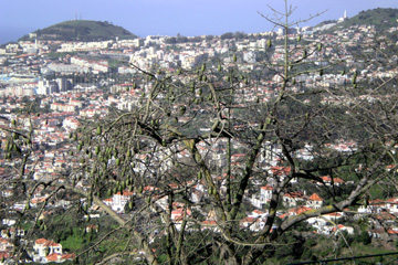 Madeira Funchal in der Vogelperspektive.