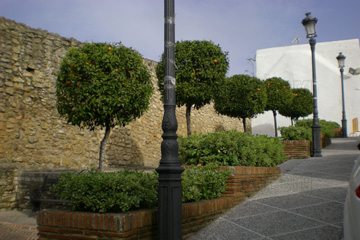 Orangenbäume sogar am Wegesrand in einem Bergdorf der Weißen Dörfer Andalusiens.