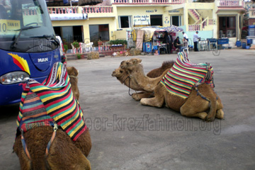 Kleine Restaurants und Teestuben in Tanger Marokko. Kamele auf denen mal als Tourist reiten kann.